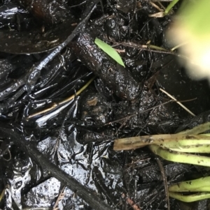 Crinia sp. (genus) at Deakin, ACT - 11 May 2020