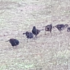 Corcorax melanorhamphos (White-winged Chough) at Isaacs Ridge and Nearby - 10 May 2020 by Mike