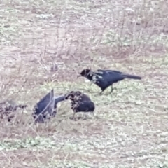 Corcorax melanorhamphos at Jerrabomberra, ACT - 11 May 2020