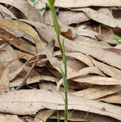 Diplodium alveatum (ACT) = Pterostylis alveata (NSW) (Coastal Greenhood) at Wyndham, NSW - 6 May 2020 by JoyGeorgeson