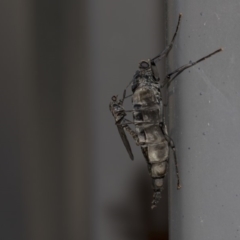 Boreoides subulatus (Wingless Soldier Fly) at Higgins, ACT - 10 May 2020 by AlisonMilton