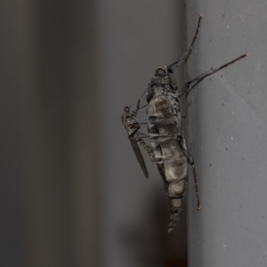 Boreoides subulatus at Higgins, ACT - 10 May 2020