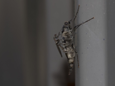 Boreoides subulatus (Wingless Soldier Fly) at Higgins, ACT - 10 May 2020 by AlisonMilton