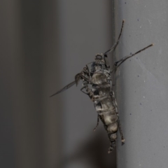 Boreoides subulatus at Higgins, ACT - 10 May 2020