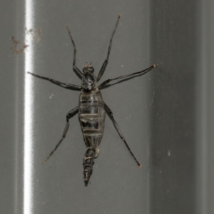 Boreoides subulatus at Higgins, ACT - 10 May 2020