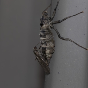 Boreoides subulatus at Higgins, ACT - 10 May 2020