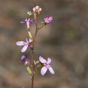 Stylidium graminifolium at Bruce, ACT - 5 May 2020 09:36 AM