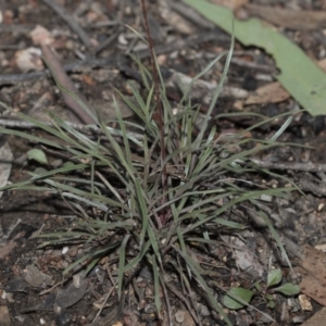 Stylidium graminifolium at Bruce, ACT - 5 May 2020 09:36 AM