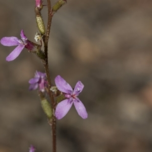 Stylidium graminifolium at Bruce, ACT - 5 May 2020 09:36 AM