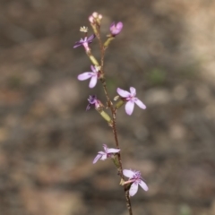 Stylidium graminifolium at Bruce, ACT - 5 May 2020 09:36 AM