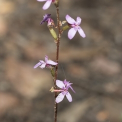 Stylidium graminifolium at Bruce, ACT - 5 May 2020 09:36 AM