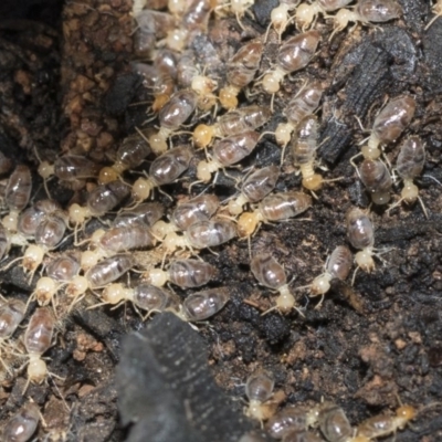 Nasutitermes sp. (genus) (Snouted termite, Gluegun termite) at Bruce, ACT - 5 May 2020 by AlisonMilton