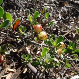 Hibbertia obtusifolia at Aranda, ACT - 11 May 2020 02:10 PM