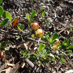 Hibbertia obtusifolia at Aranda, ACT - 11 May 2020