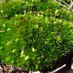 Campylopus (A moss) at Aranda, ACT - 11 May 2020 by JanetRussell