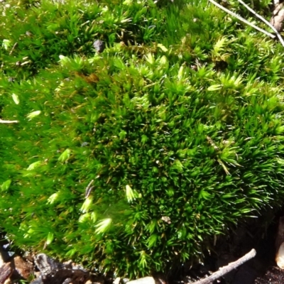 Campylopus (A moss) at Aranda, ACT - 11 May 2020 by JanetRussell