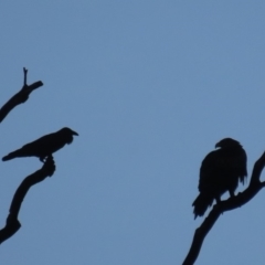 Aquila audax (Wedge-tailed Eagle) at Red Hill, ACT - 9 May 2020 by roymcd