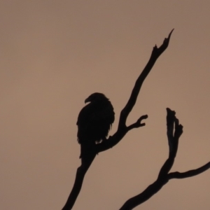 Aquila audax at Red Hill, ACT - 9 May 2020