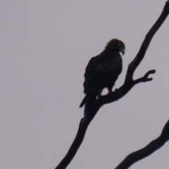 Aquila audax at Red Hill, ACT - 9 May 2020