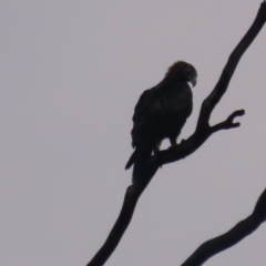 Aquila audax at Red Hill, ACT - 9 May 2020 05:51 PM