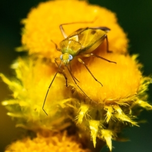 Miridae (family) at Molonglo River Reserve - 11 May 2020