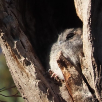 Aegotheles cristatus (Australian Owlet-nightjar) at Red Hill Nature Reserve - 11 May 2020 by roymcd