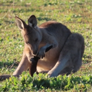 Macropus giganteus at Red Hill, ACT - 11 May 2020