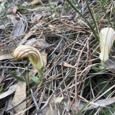 Diplodium truncatum (Little Dumpies, Brittle Greenhood) at Tuggeranong DC, ACT - 16 Apr 2020 by PeterR