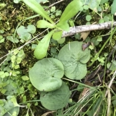 Corysanthes hispida (Bristly Helmet Orchid) at Rob Roy Range - 3 May 2020 by PeterR