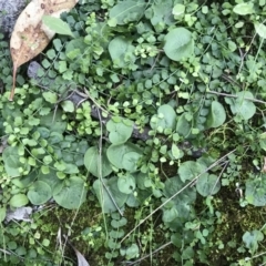 Corysanthes hispida at Conder, ACT - 3 May 2020