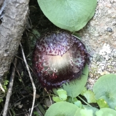 Corysanthes hispida (Bristly Helmet Orchid) at Rob Roy Range - 10 May 2020 by PeterR