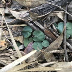 Acianthus sp. (Mayflower Orchid) at Rob Roy Range - 10 May 2020 by PeterR