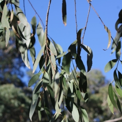Eucalyptus stellulata (Black Sally) at Mongarlowe River - 10 May 2020 by kieranh
