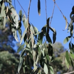 Eucalyptus stellulata (Black Sally) at Mongarlowe, NSW - 10 May 2020 by kieranh