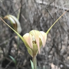 Diplodium ampliatum (Large Autumn Greenhood) at Bullen Range - 9 Apr 2020 by PeterR