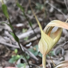 Diplodium ampliatum at Kambah, ACT - 9 Apr 2020