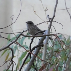 Pachycephala pectoralis (Golden Whistler) at Deakin, ACT - 11 May 2020 by JackyF