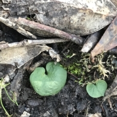 Corysanthes hispida at Tuggeranong DC, ACT - 10 May 2020