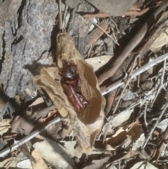 Chelepteryx collesi (White-stemmed Gum Moth) at Callum Brae - 9 Mar 2020 by JBrickhill