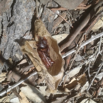 Chelepteryx collesi (White-stemmed Gum Moth) at Symonston, ACT - 9 Mar 2020 by JBrickhill