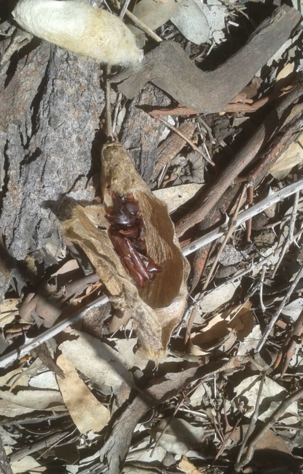 Chelepteryx collesi at Symonston, ACT - 9 Mar 2020