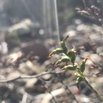 Corunastylis sp. (A Midge Orchid) at Rob Roy Range - 10 May 2020 by PeterR