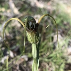 Diplodium laxum (Antelope greenhood) at Rob Roy Range - 10 May 2020 by PeterR