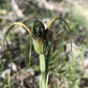 Diplodium laxum at Conder, ACT - 10 May 2020