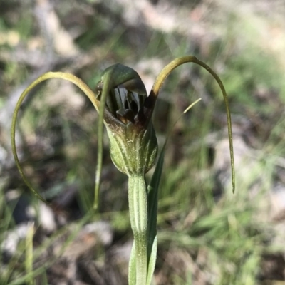 Diplodium laxum (Antelope greenhood) at Conder, ACT - 10 May 2020 by PeterR