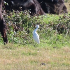 Bubulcus ibis (Cattle Egret) at Fyshwick, ACT - 11 May 2020 by RodDeb