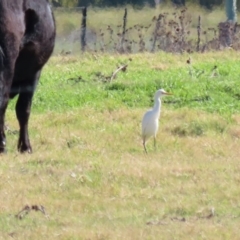 Bubulcus coromandus at Fyshwick, ACT - 11 May 2020 12:41 PM