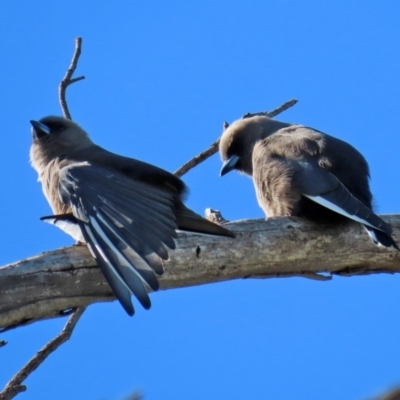 Artamus cyanopterus (Dusky Woodswallow) at Jerrabomberra Wetlands - 11 May 2020 by RodDeb