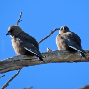 Artamus cyanopterus at Fyshwick, ACT - 11 May 2020