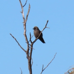 Artamus cyanopterus at Fyshwick, ACT - 11 May 2020